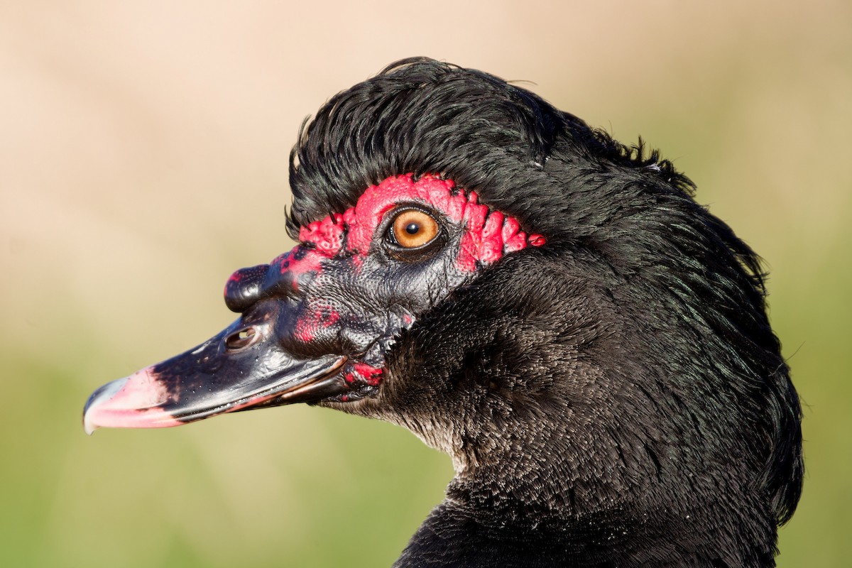 Muscovy Duck (Domestic type) - ML632190741