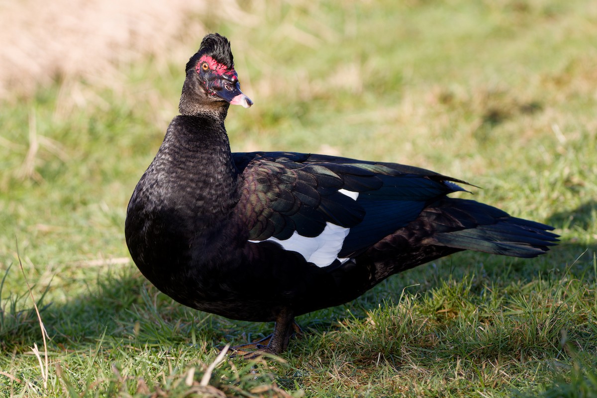 Muscovy Duck (Domestic type) - ML632190742