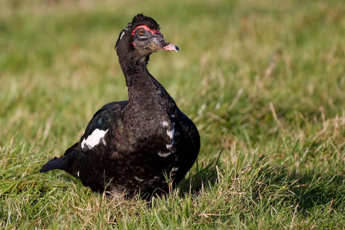 Muscovy Duck (Domestic type) - ML632190743