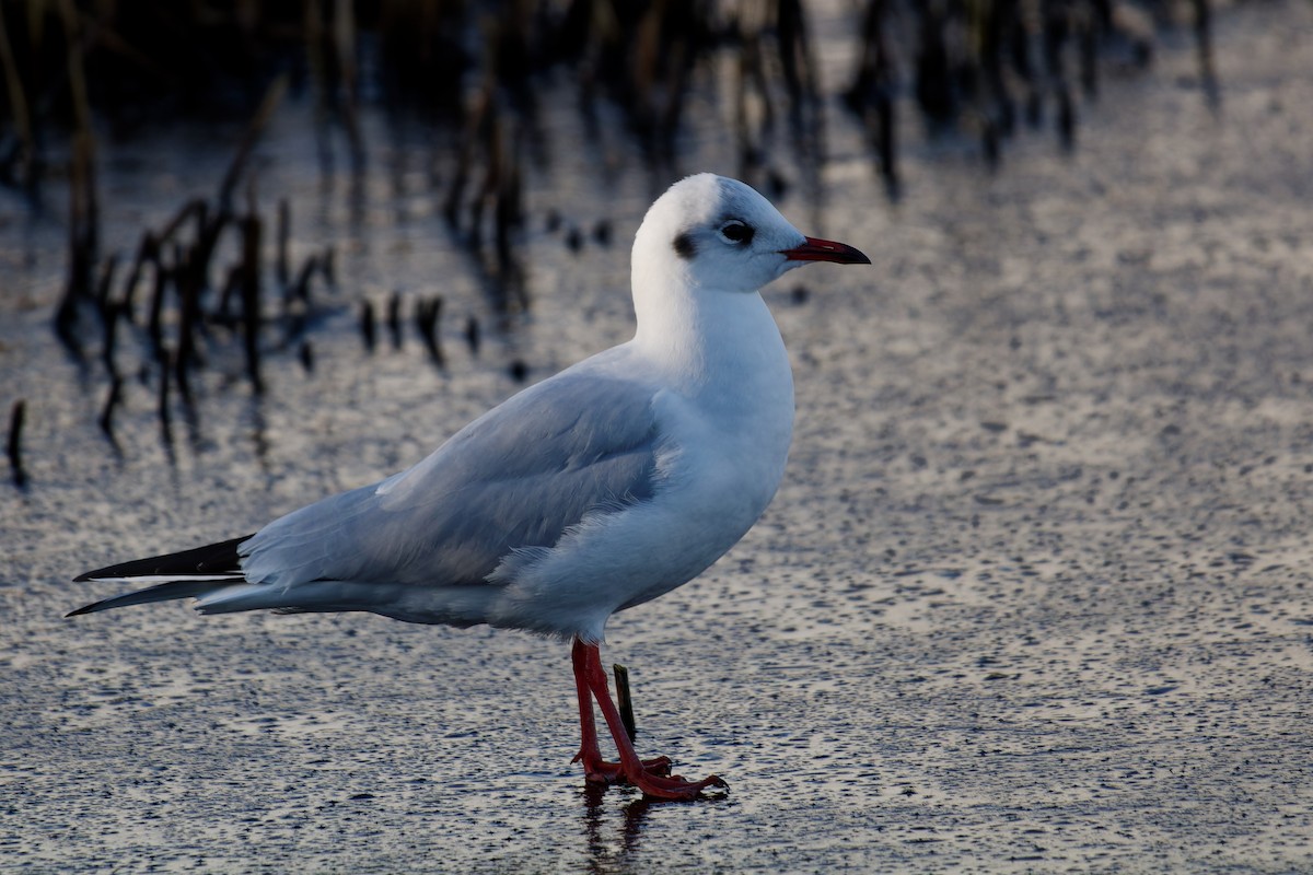 Black-headed Gull - ML632190748