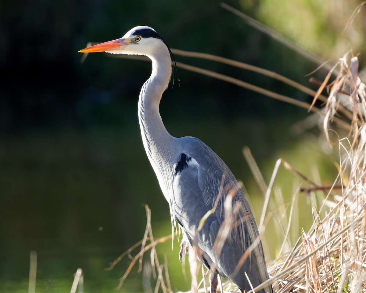 Gray Heron - ML632190749