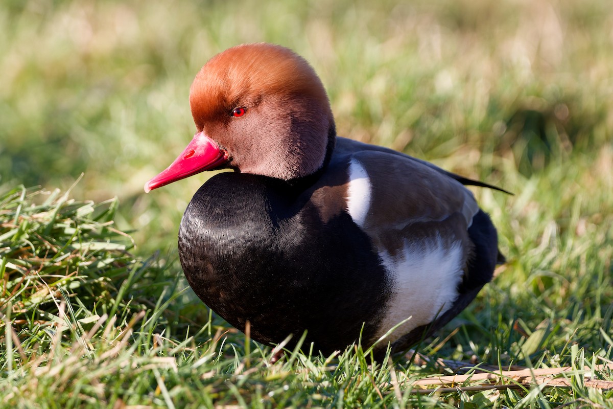 Red-crested Pochard - ML632190764