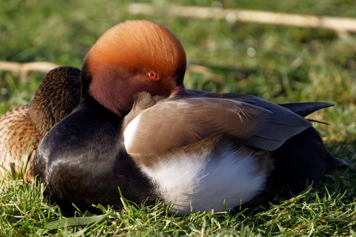 Red-crested Pochard - ML632190765