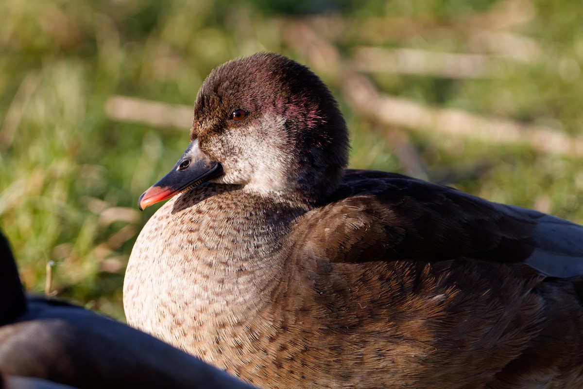 Mallard x Red-crested Pochard (hybrid) - ML632190770