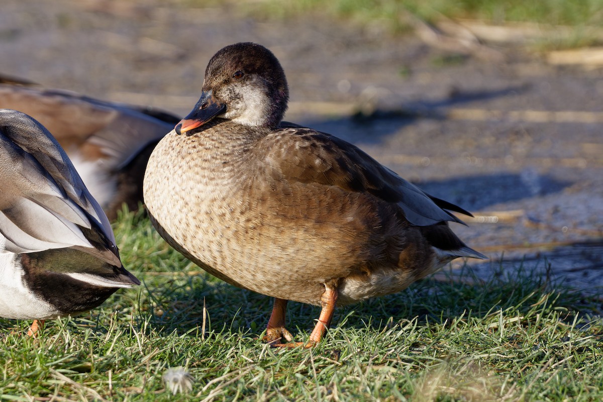 Mallard x Red-crested Pochard (hybrid) - ML632190771