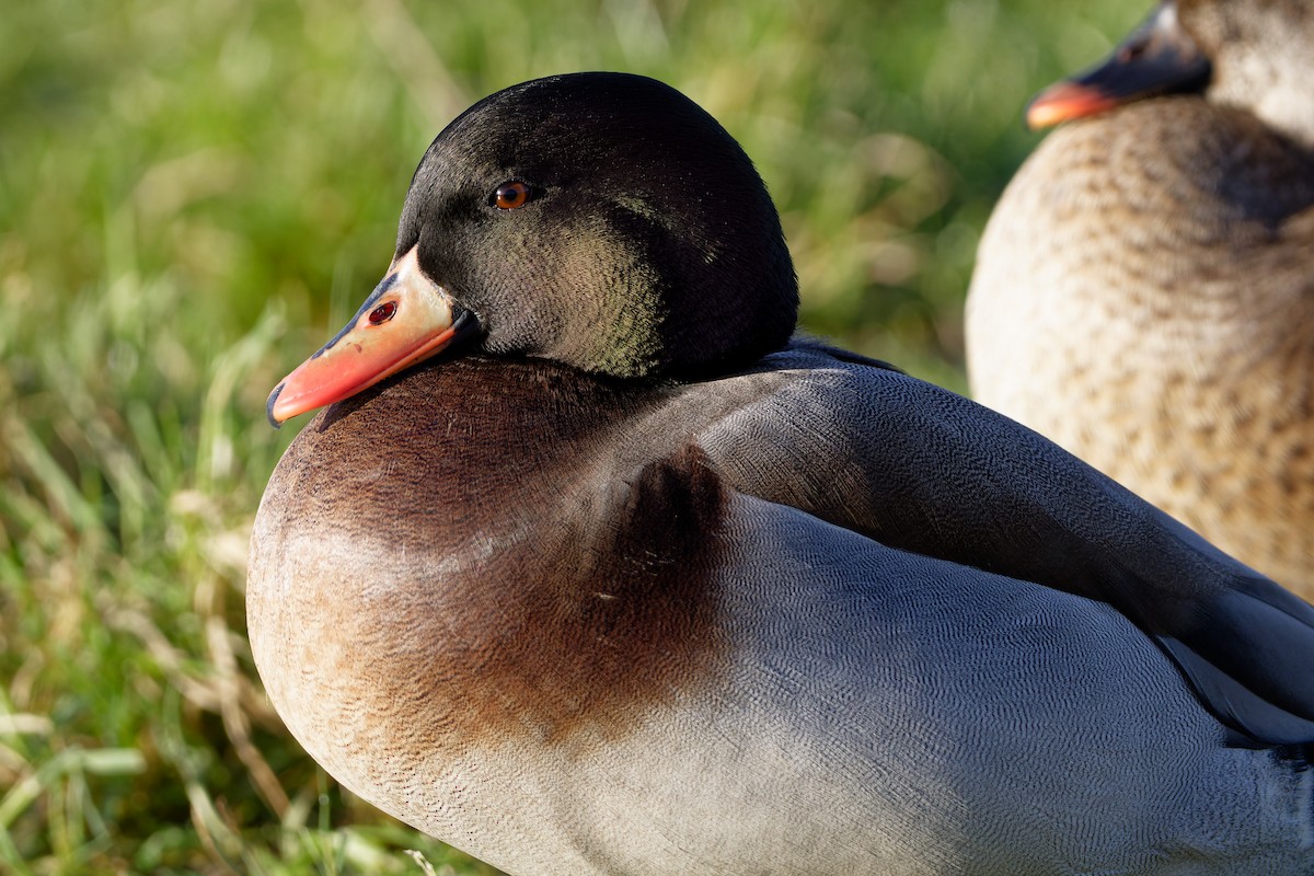 Mallard x Red-crested Pochard (hybrid) - ML632190772