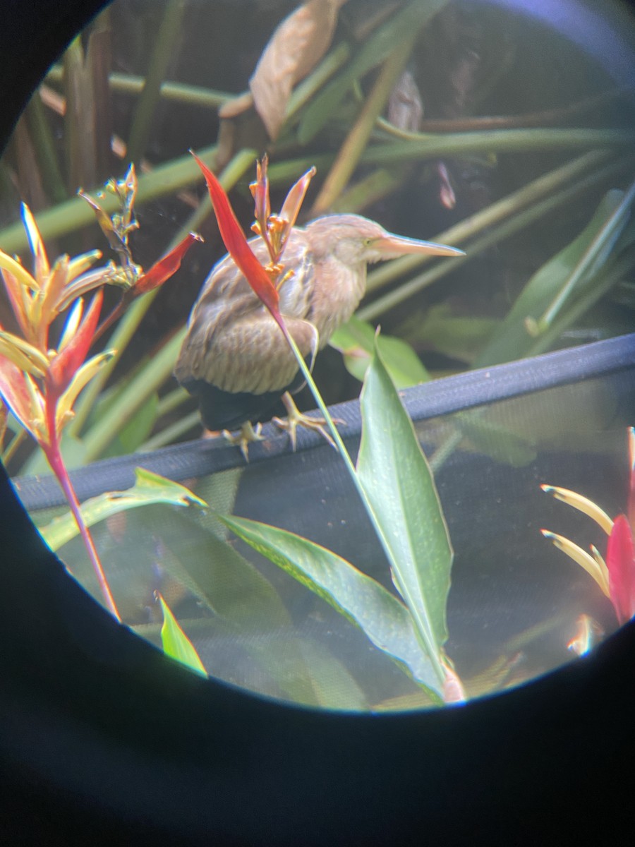 Yellow Bittern - ML632190813