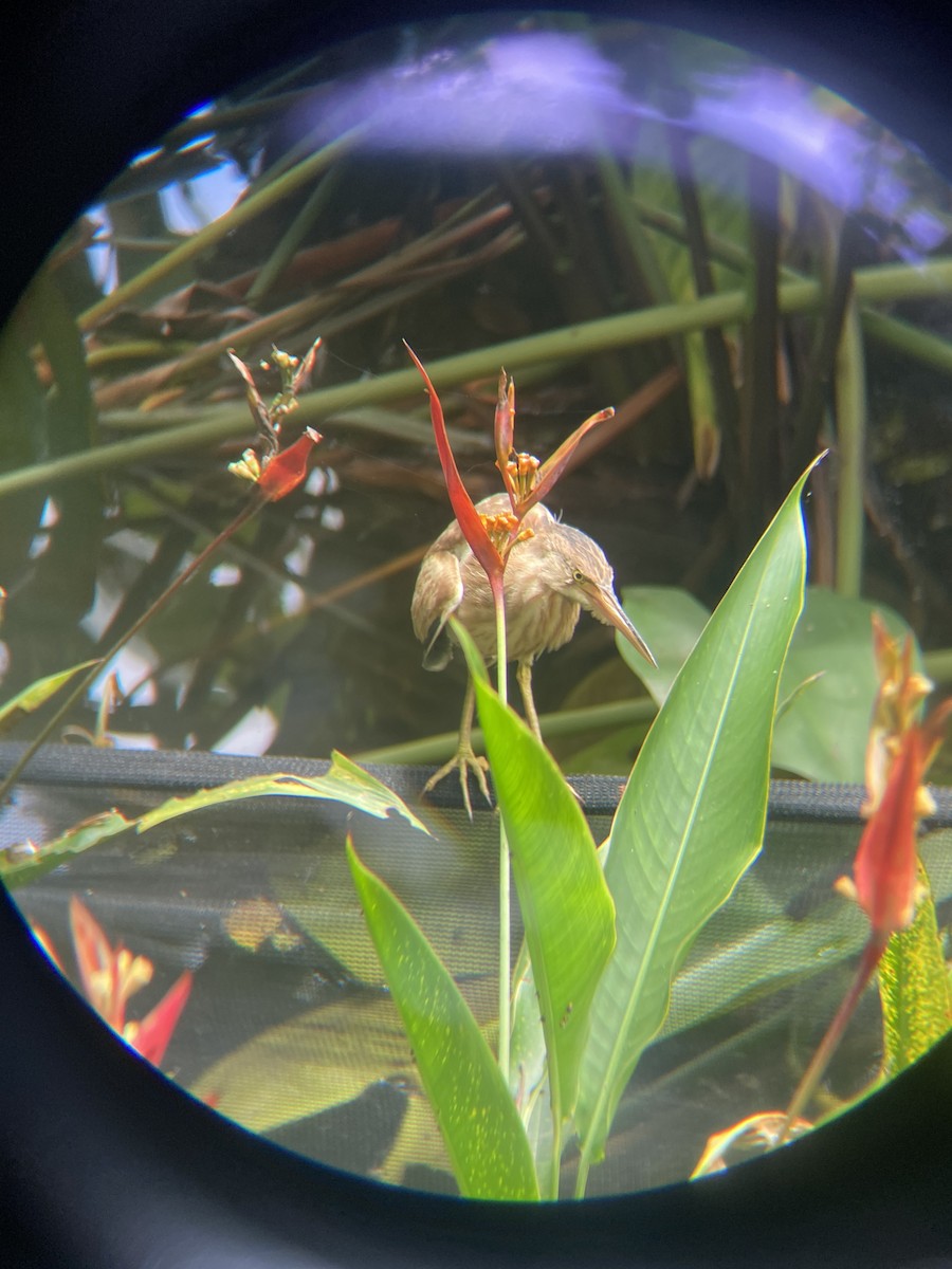 Yellow Bittern - ML632190814