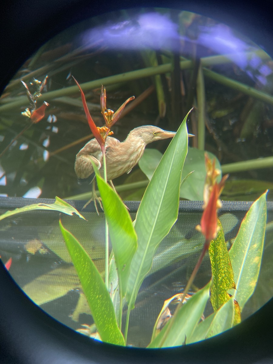 Yellow Bittern - ML632190815