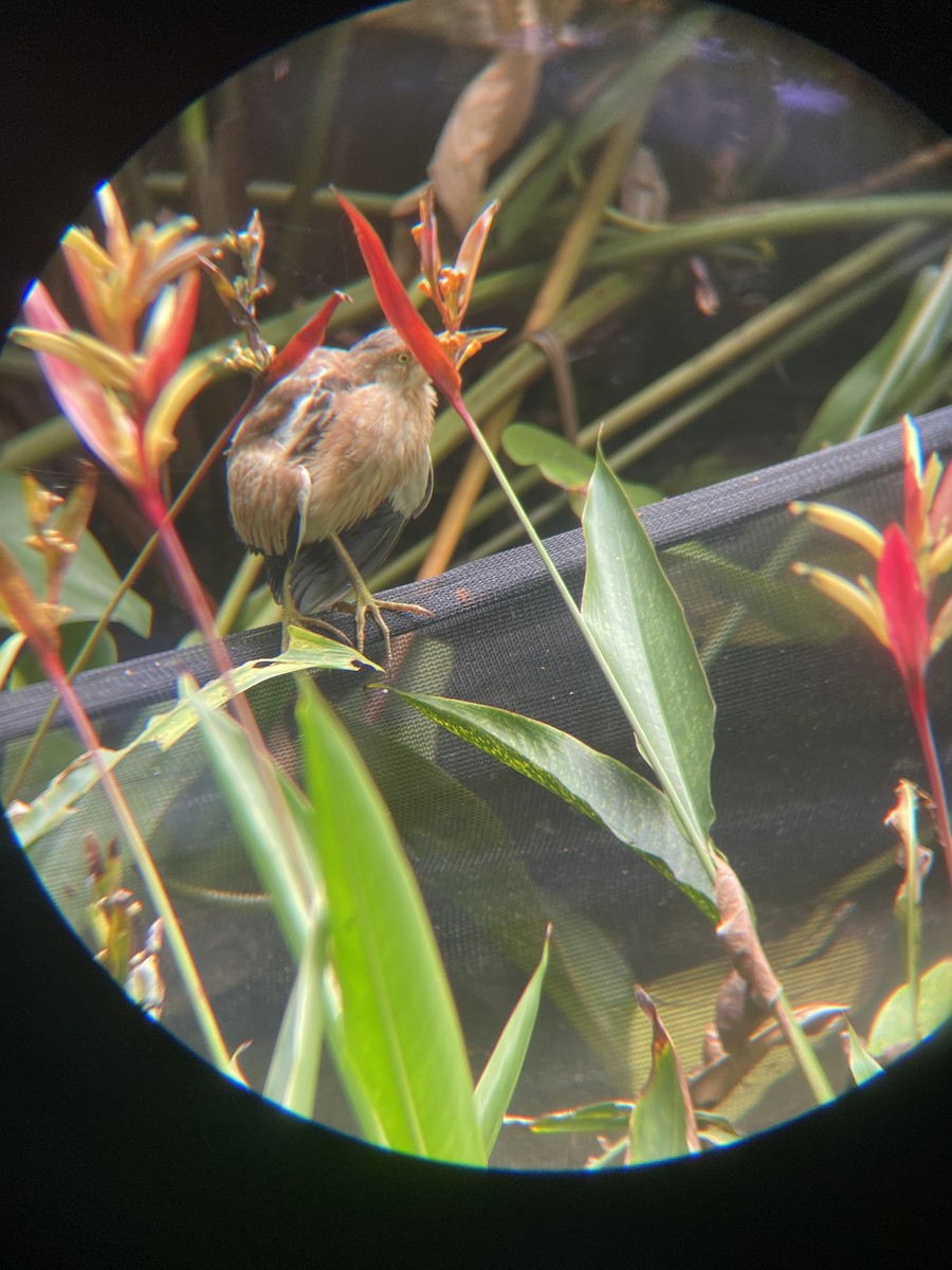 Yellow Bittern - ML632190816