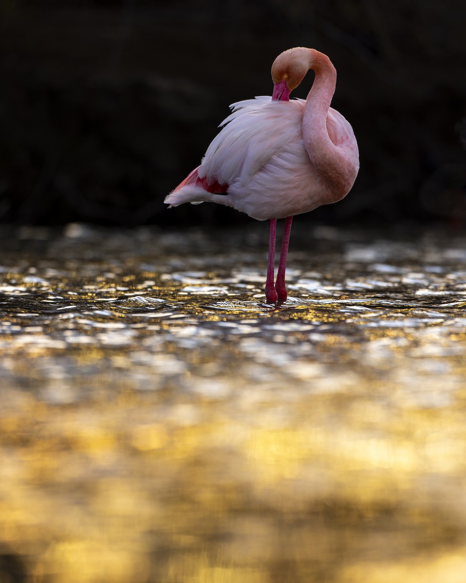 Greater Flamingo - ML632190928