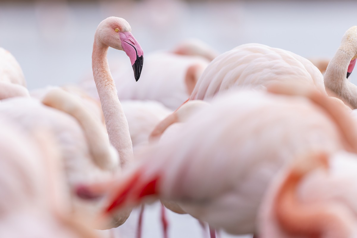 Greater Flamingo - ML632190965