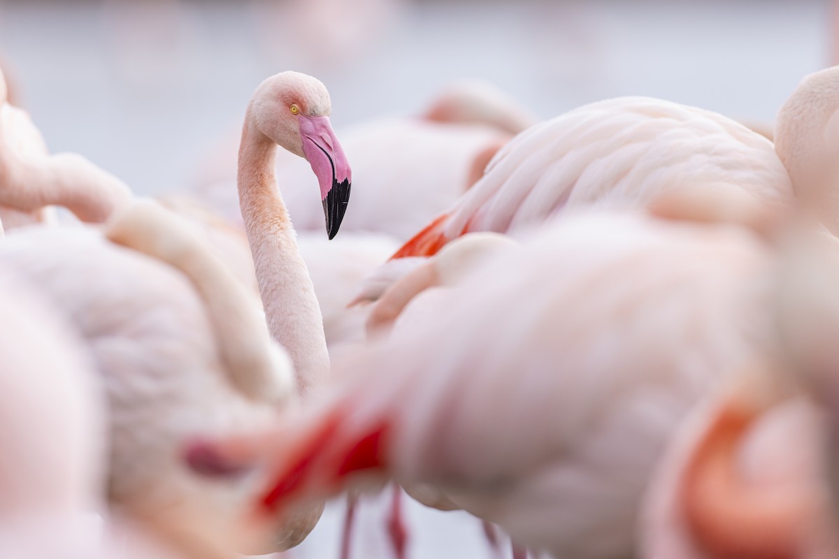 Greater Flamingo - ML632190966