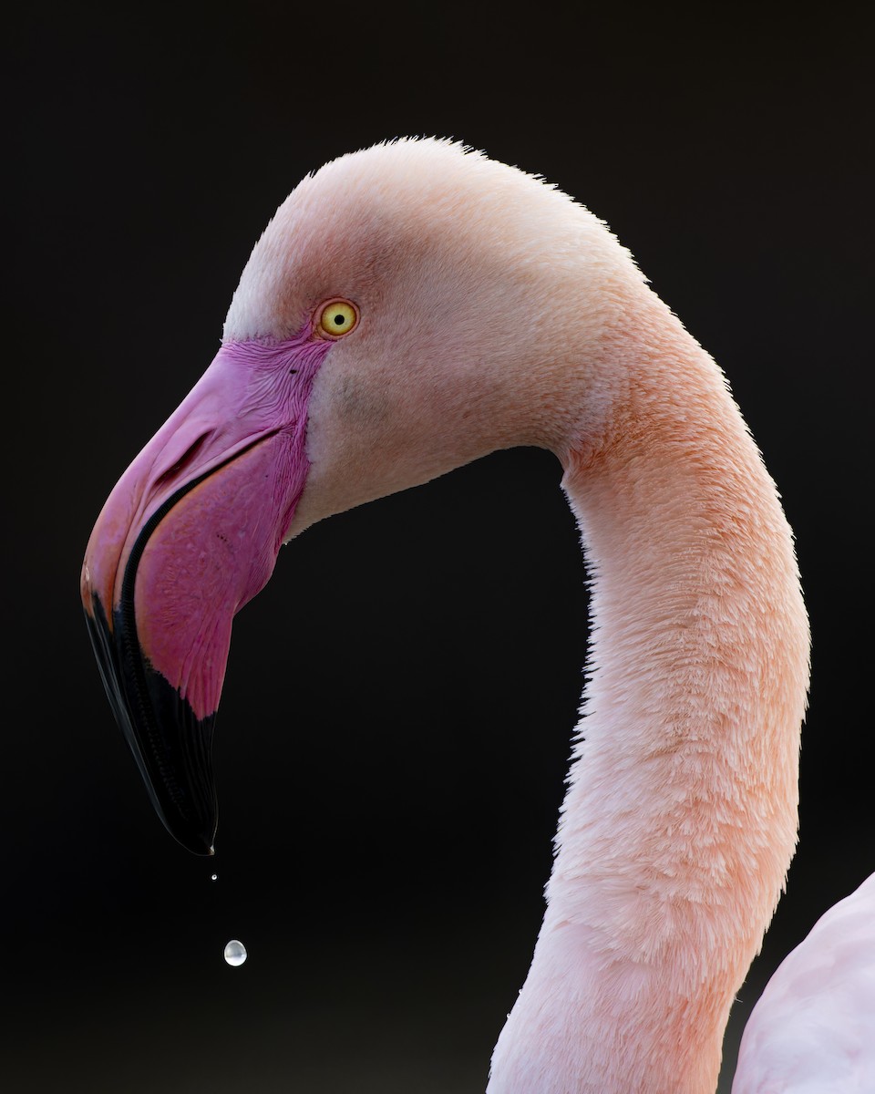 Greater Flamingo - ML632190993