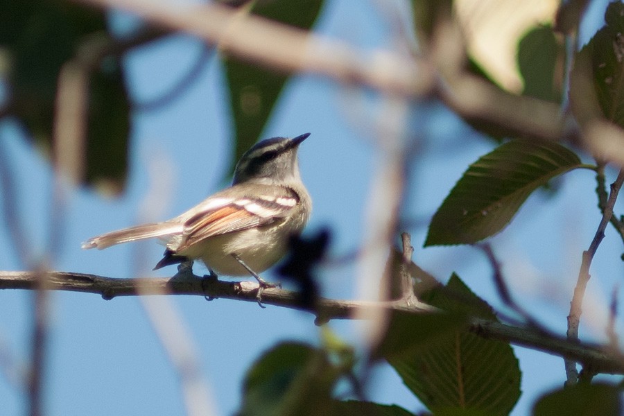 Rufous-winged Tyrannulet - ML632191034