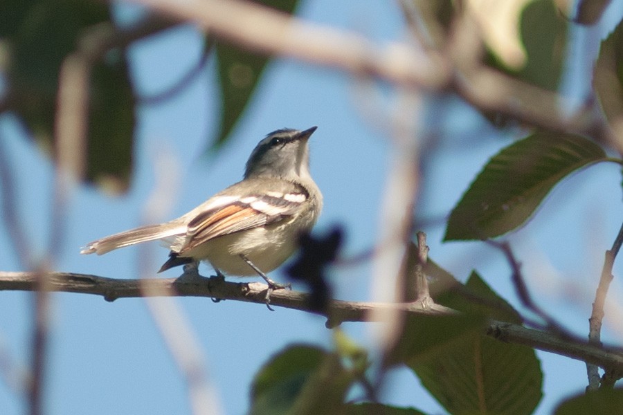 Rufous-winged Tyrannulet - ML632191035