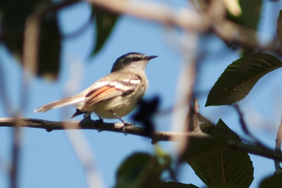 Rufous-winged Tyrannulet - ML632191036