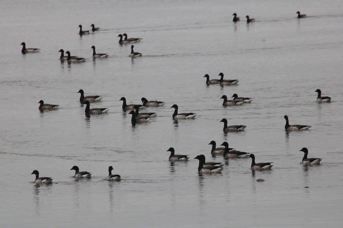 eBird Checklist - 15 Mar 2025 - Lewes-Cape May Ferry (DE waters) - 46 ...