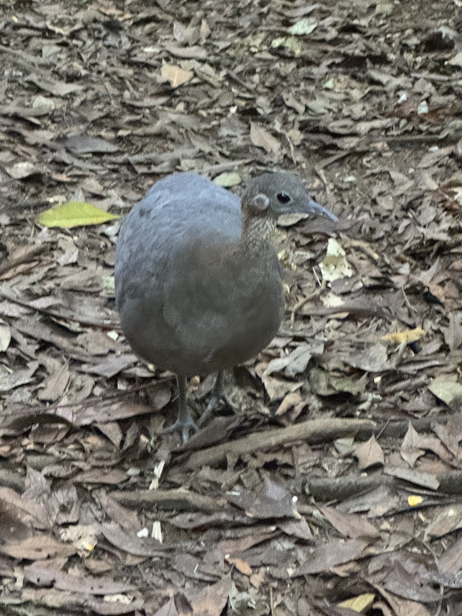 Solitary Tinamou - ML632191401