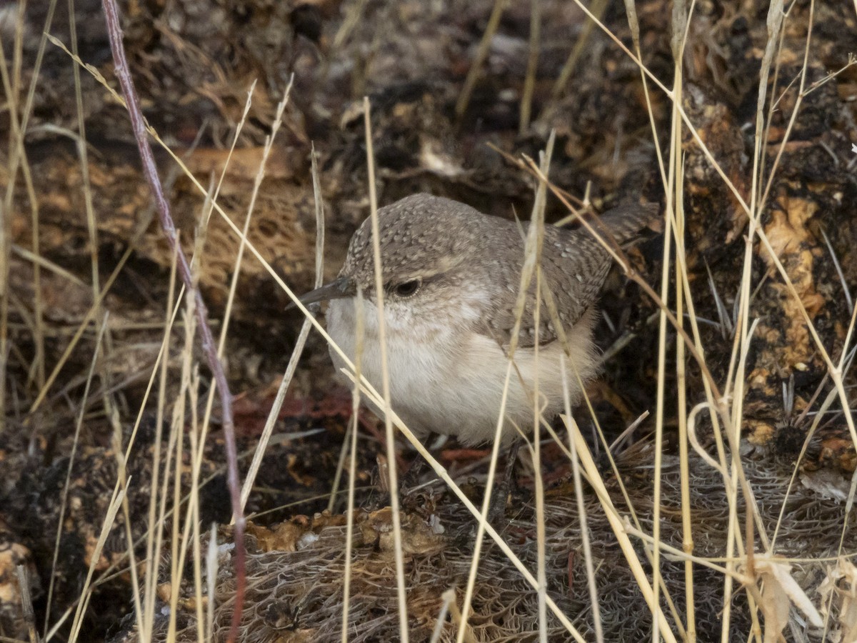steinursmett - ML632191600