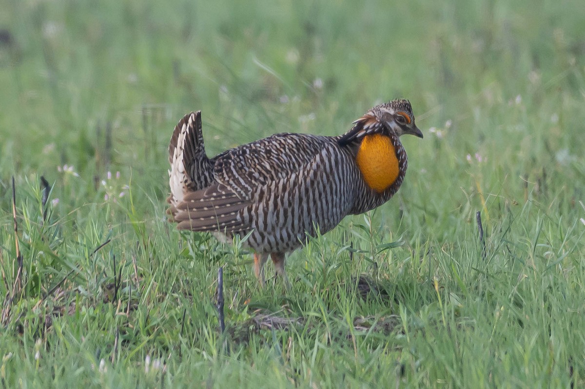 Greater Prairie-Chicken (Attwater's) - ML632191708