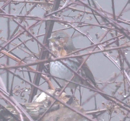 Fox Sparrow (Red) - ML632191758