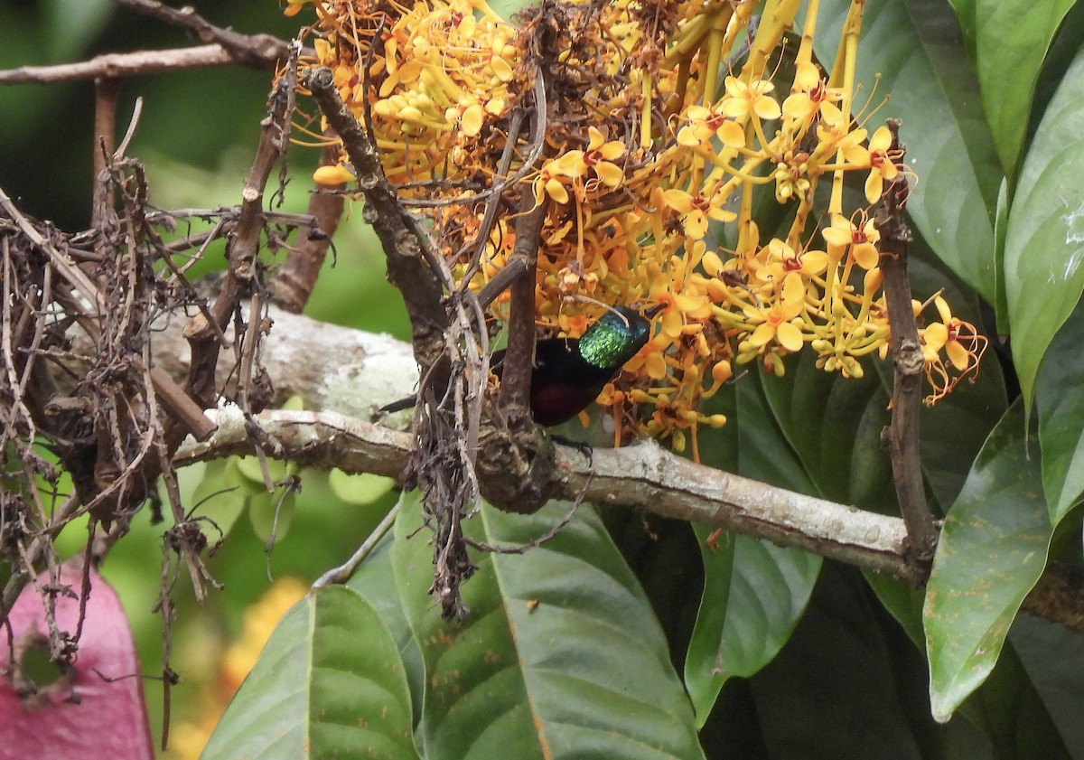 Van Hasselt's Sunbird - ML632191800