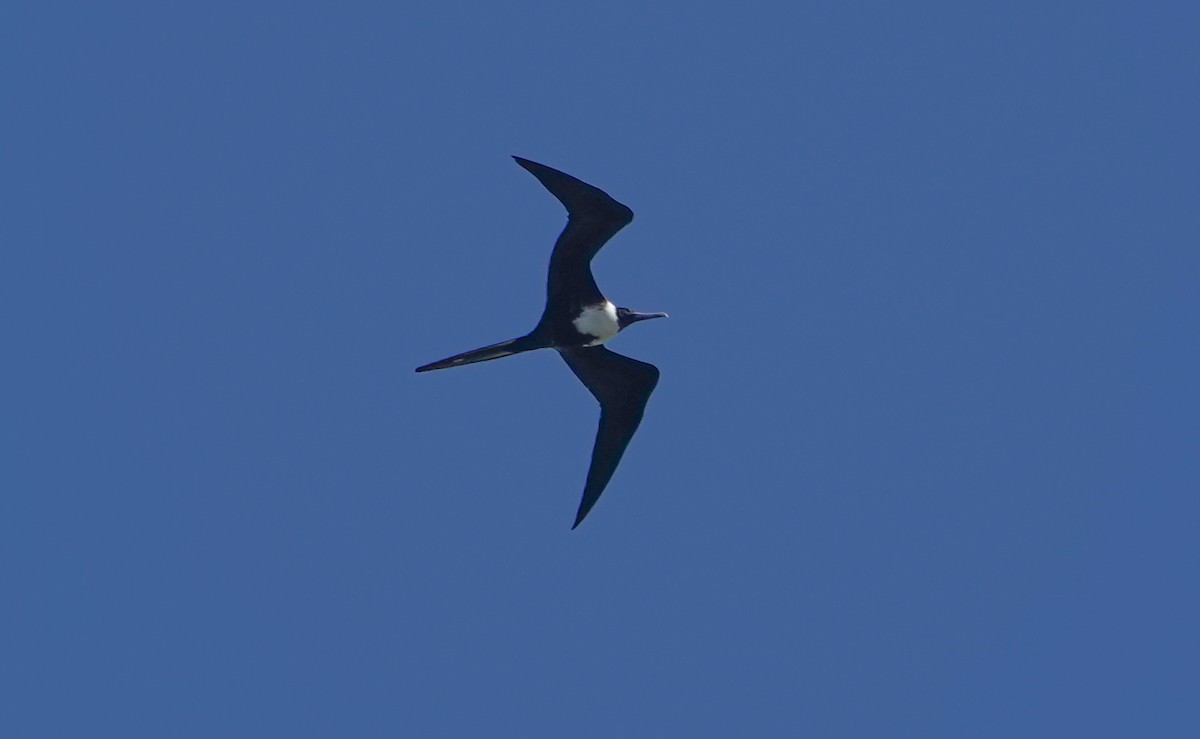 Magnificent Frigatebird - ML632191825