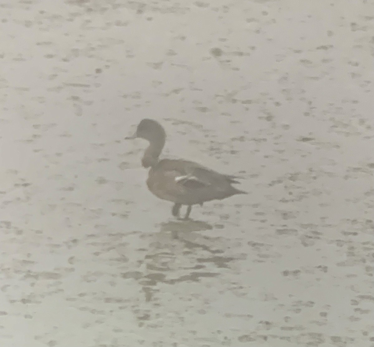 American Wigeon - ML632192094