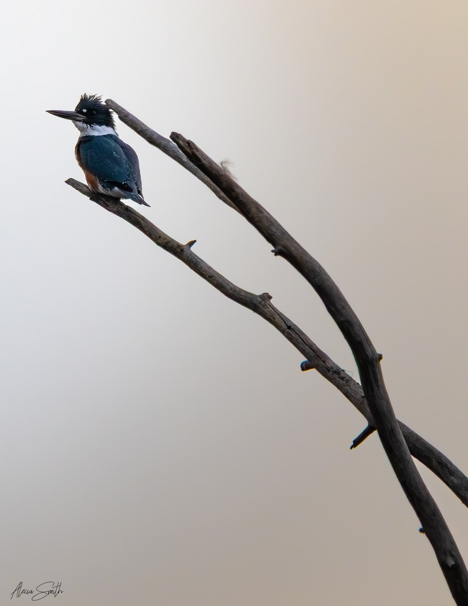 Belted Kingfisher - ML632192287