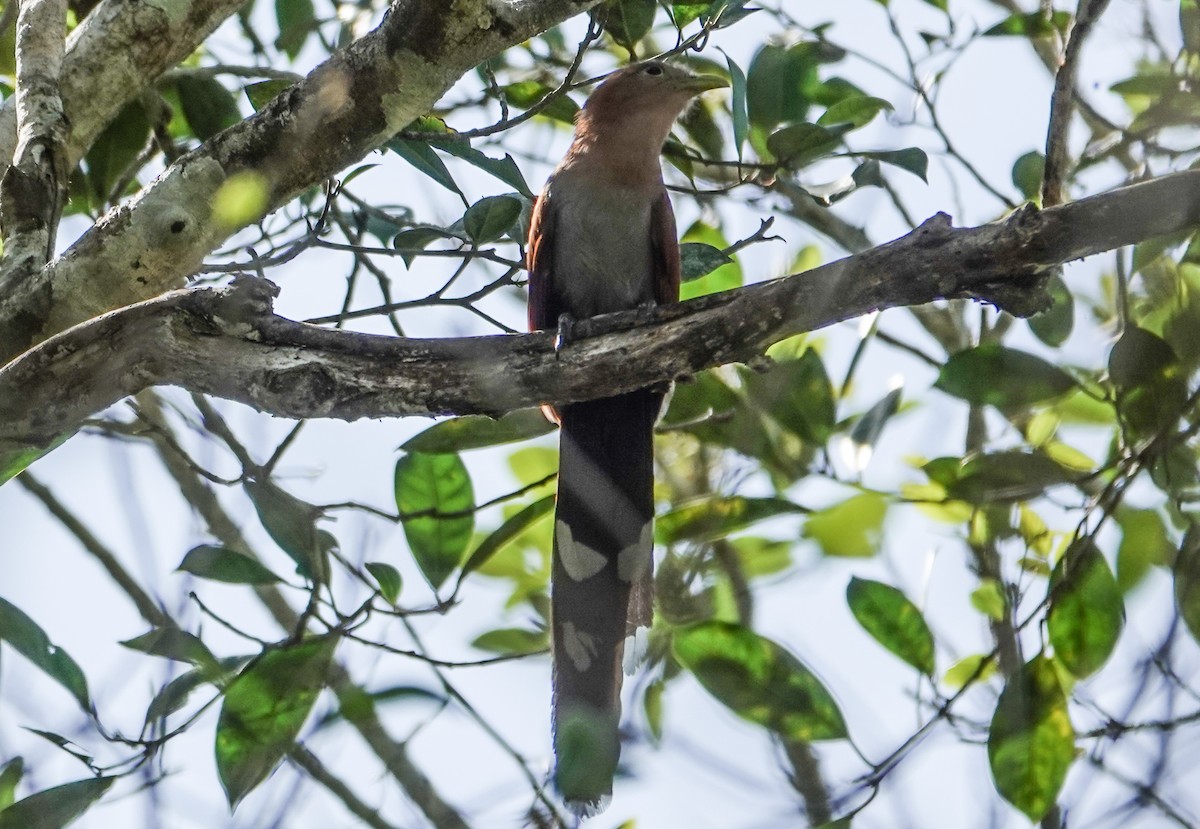 Squirrel Cuckoo - ML632192410