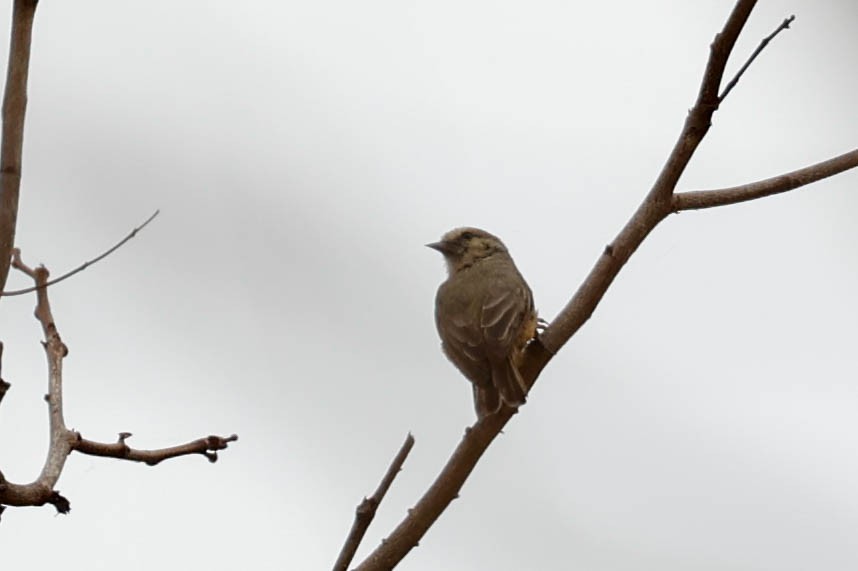 African Penduline-Tit - ML632192565