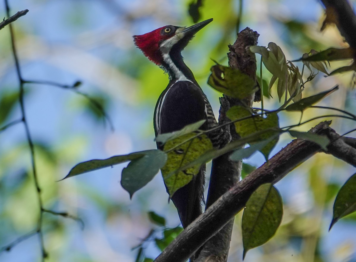 Crimson-crested Woodpecker - ML632192568