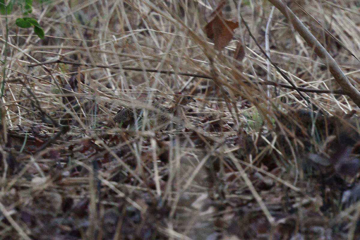 White-throated Francolin (White-throated) - ML632192594
