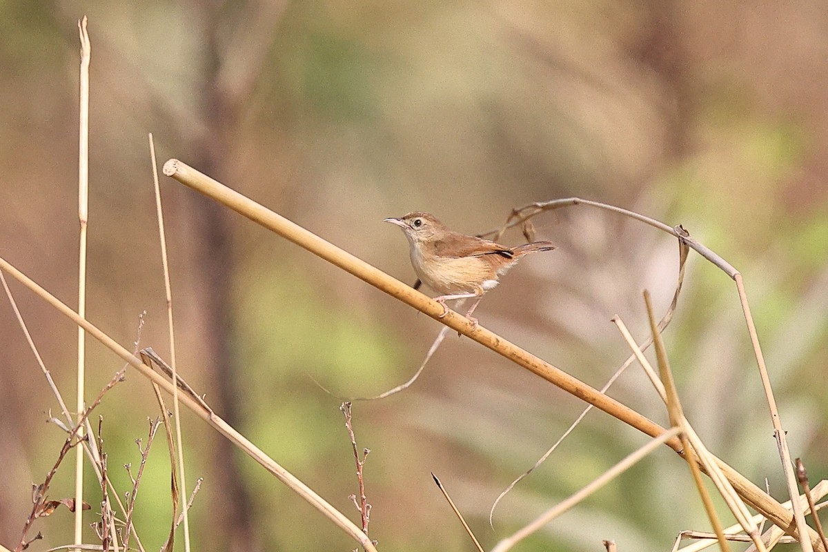 Rufous Cisticola - ML632192683