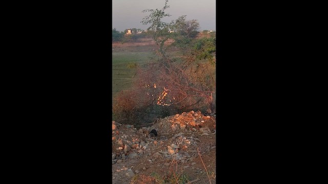 Black Drongo - ML632192709