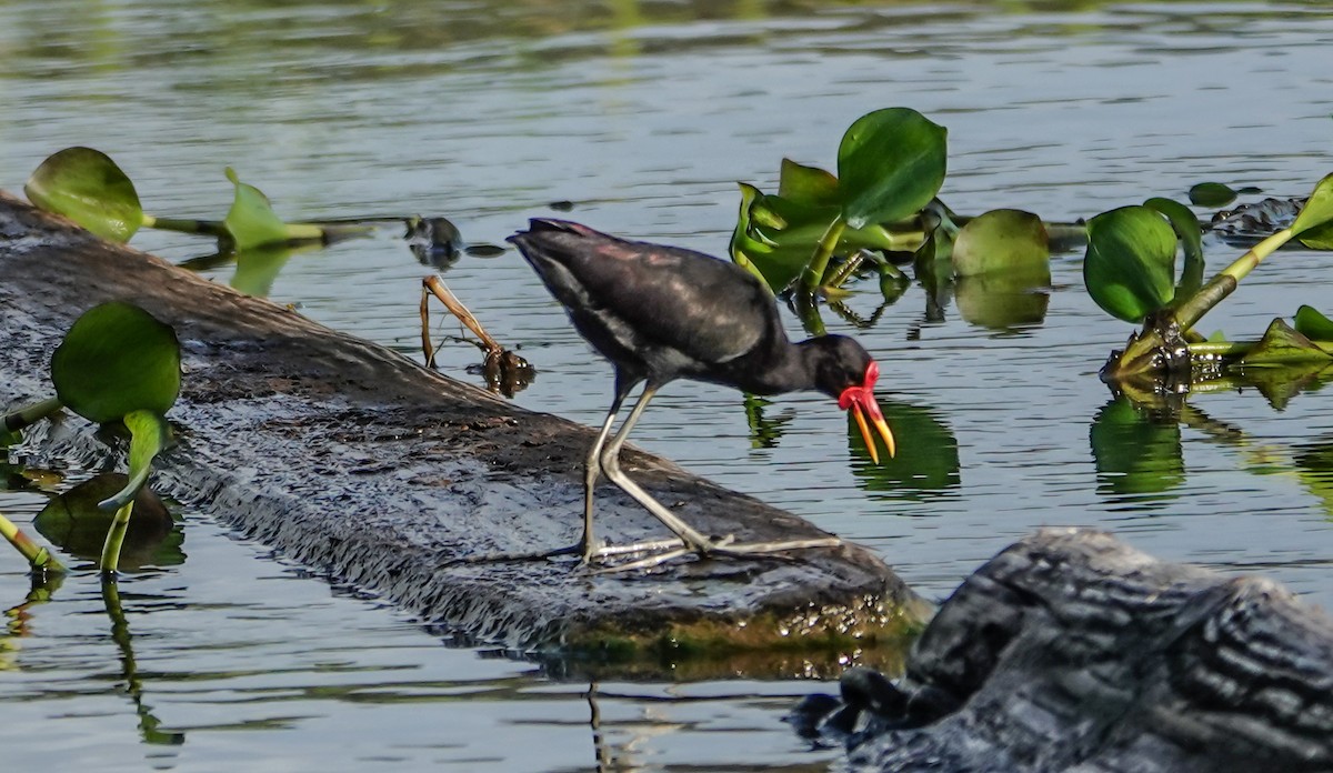 Wattled Jacana - ML632192774