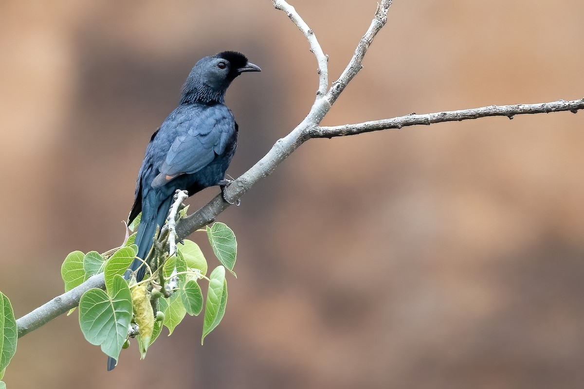 Bristle-crowned Starling - ML632192786