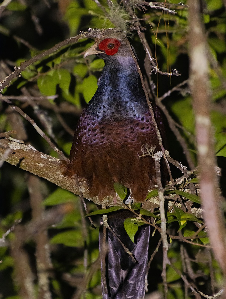 Mrs. Hume's Pheasant - ML632192897
