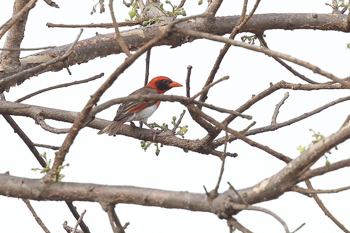 Red-headed Weaver (Northern) - ML632192903