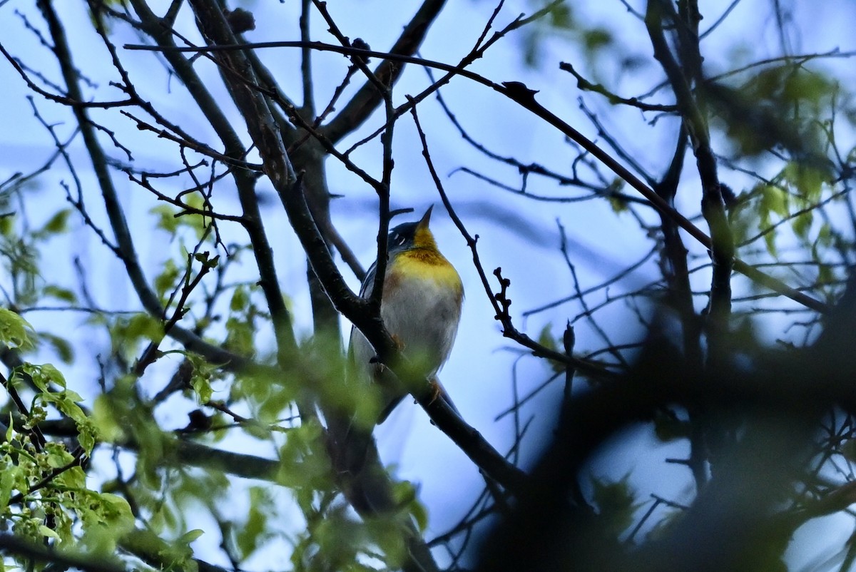 Northern Parula - ML632192926