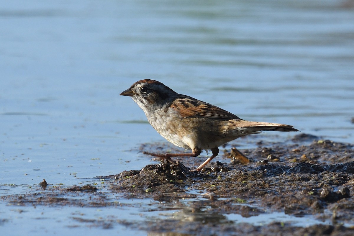 Swamp Sparrow - ML632192954