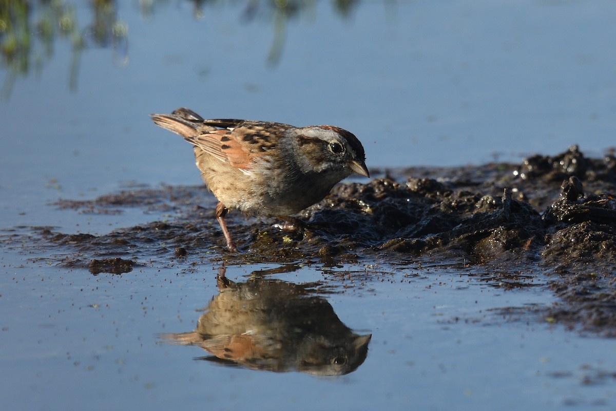 Swamp Sparrow - ML632192958