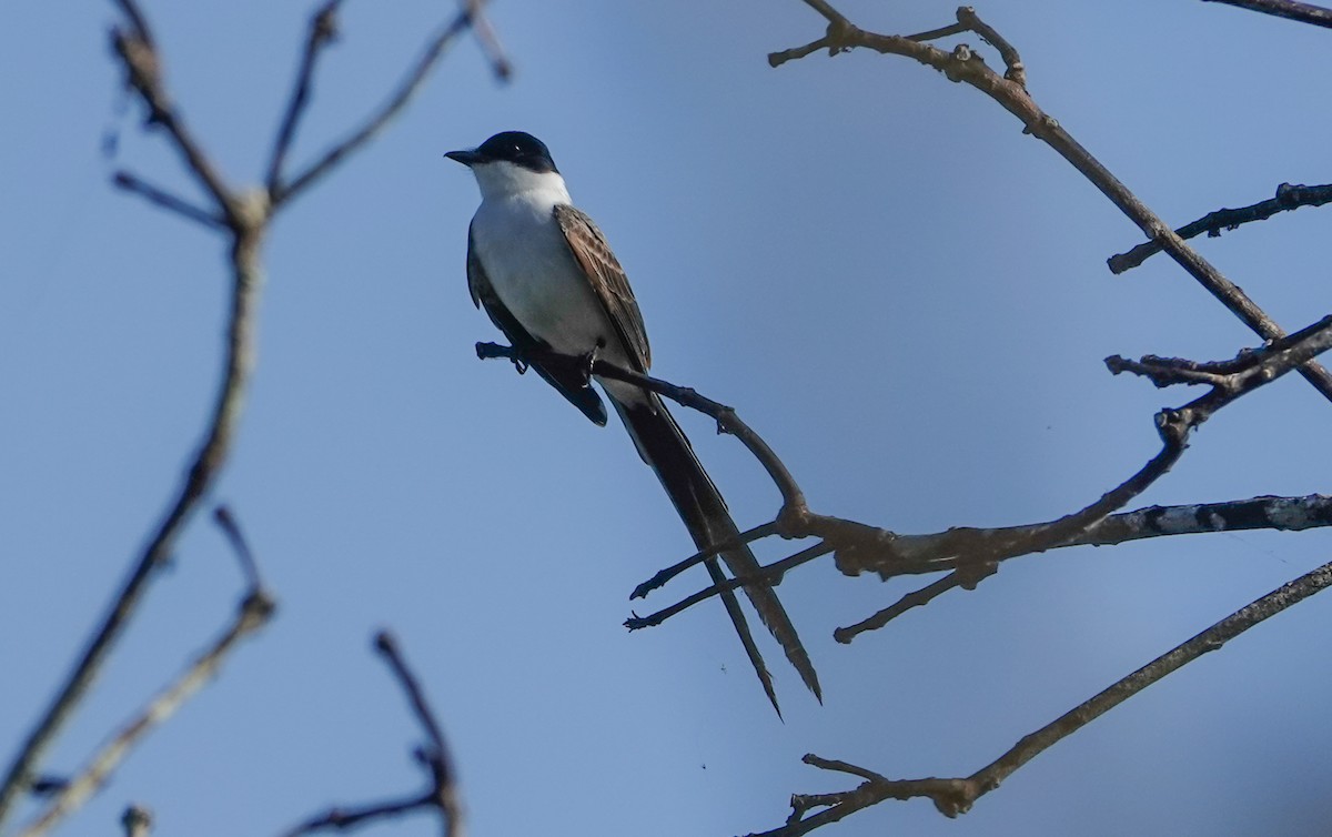 Fork-tailed Flycatcher - ML632193035