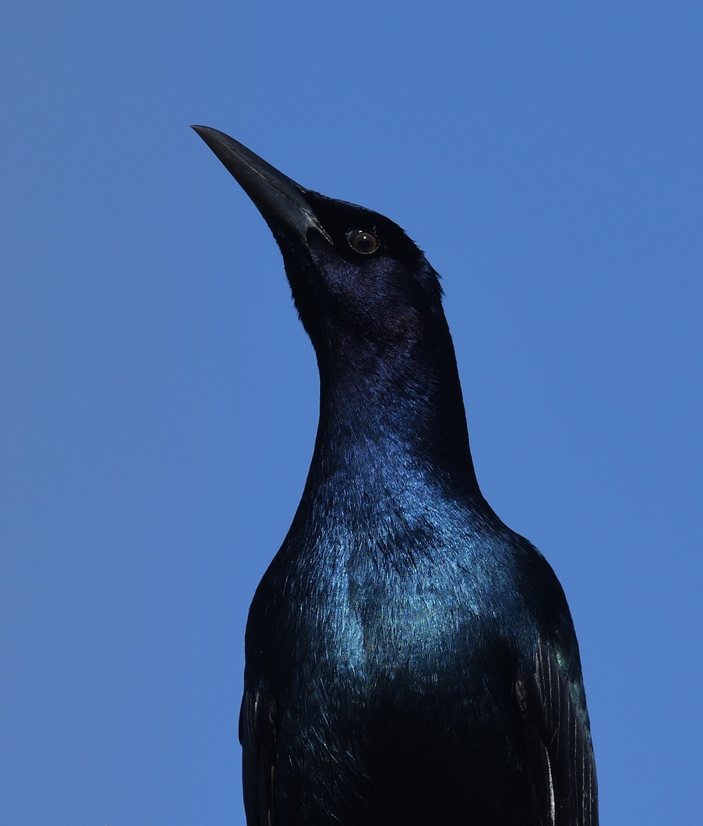 Boat-tailed Grackle - ML632193060