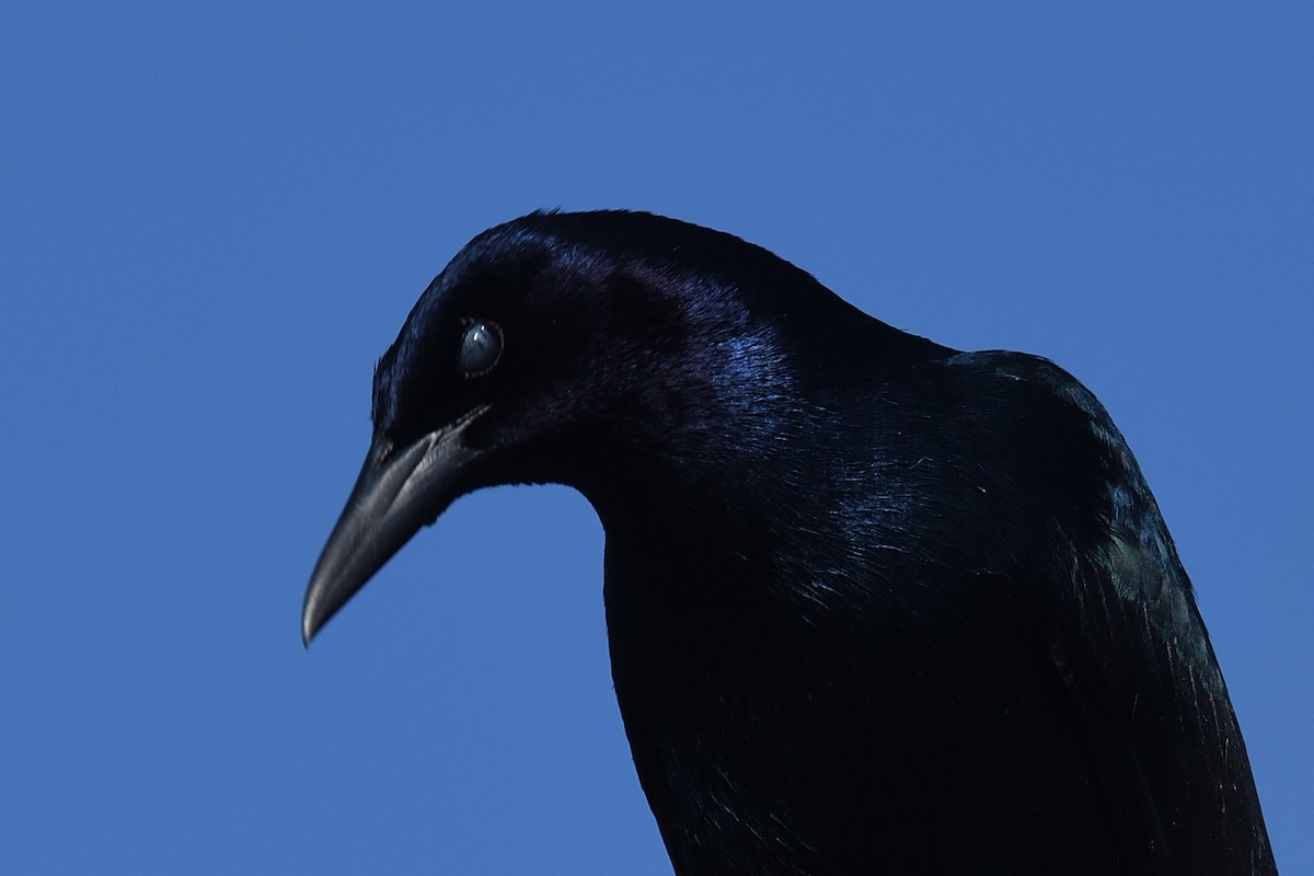 Boat-tailed Grackle - ML632193062