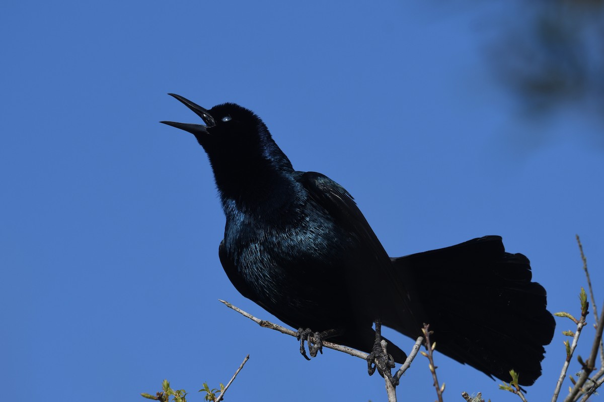 Boat-tailed Grackle - ML632193085
