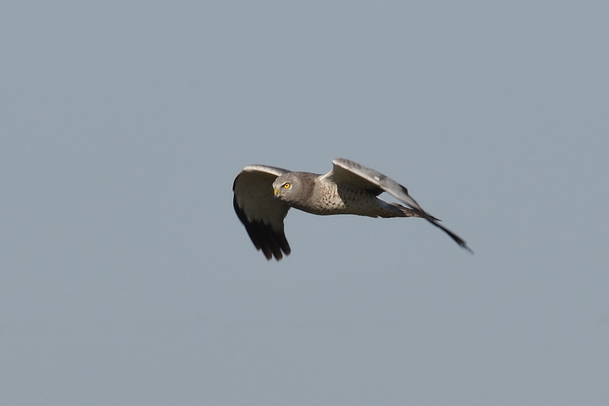 Northern Harrier - ML632193101