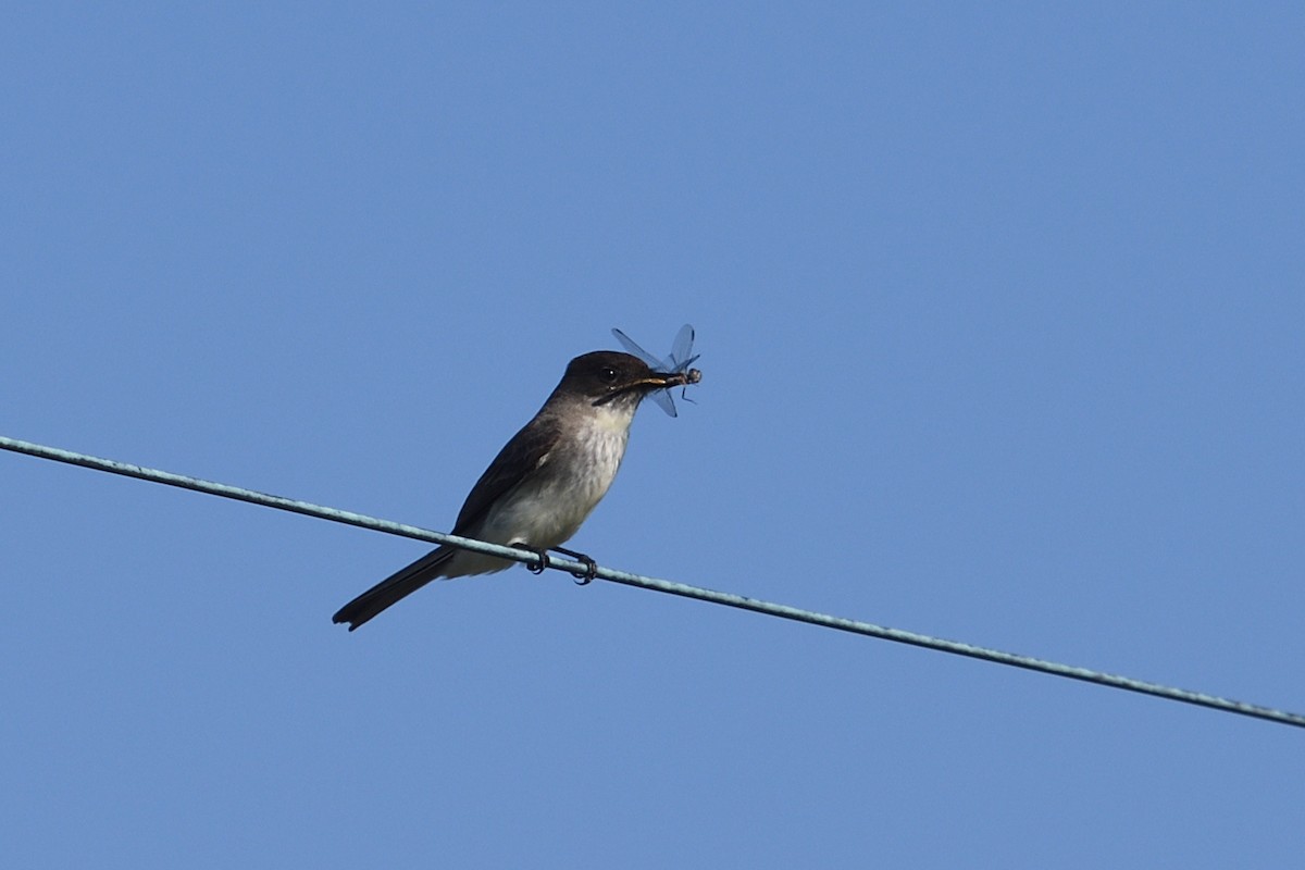 Eastern Phoebe - ML632193115
