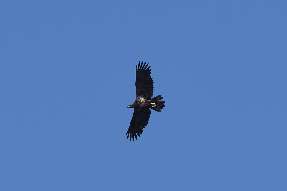Bald Eagle - ML632193126